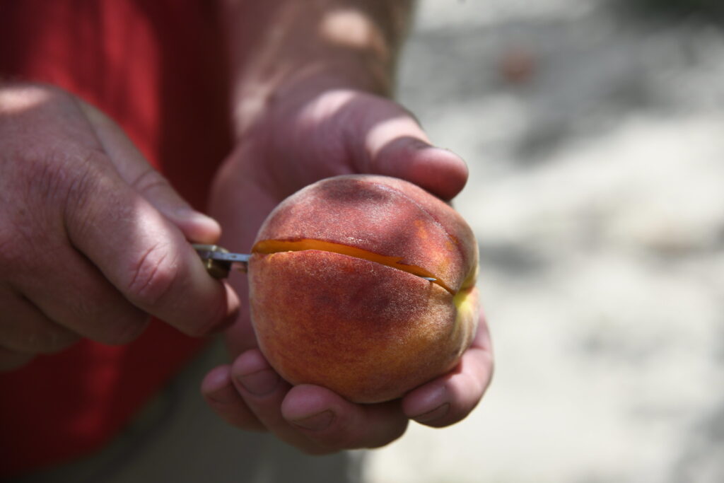 man cutting a peach open with a knife