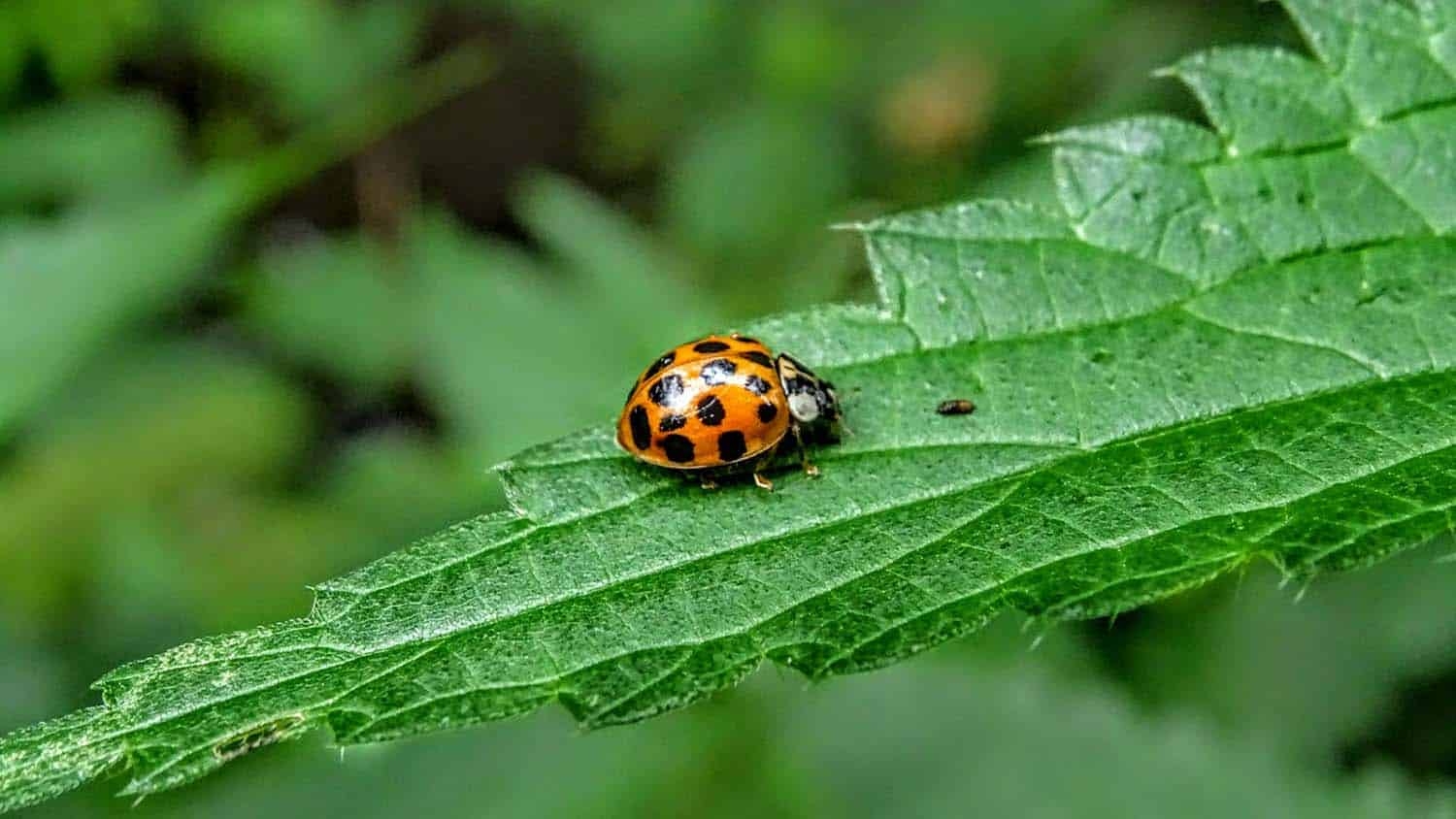 a ladybug sits on a leaf