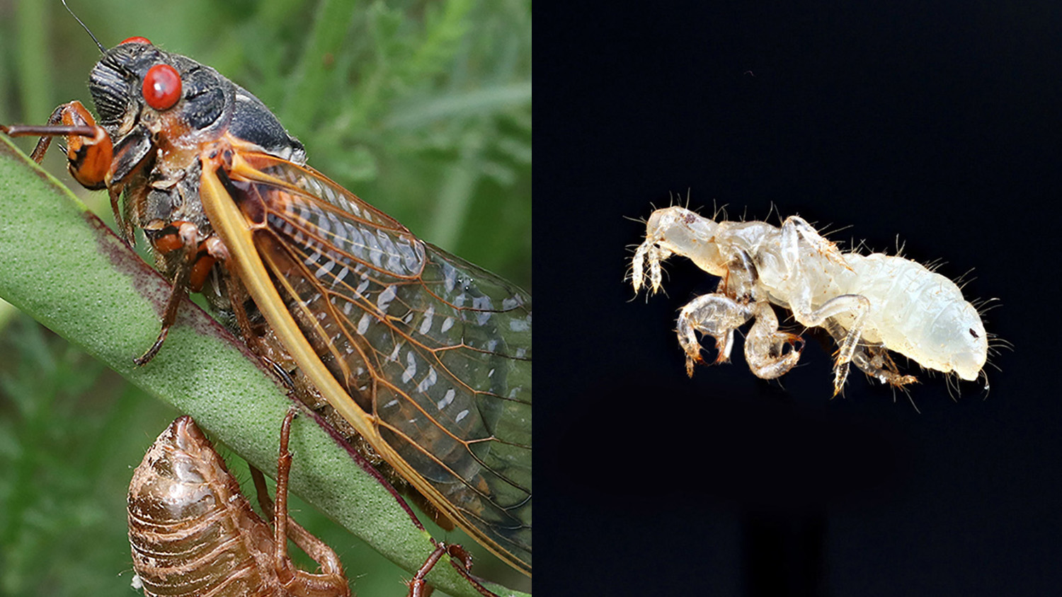 adult periodical cicada and periodical cicada nymph