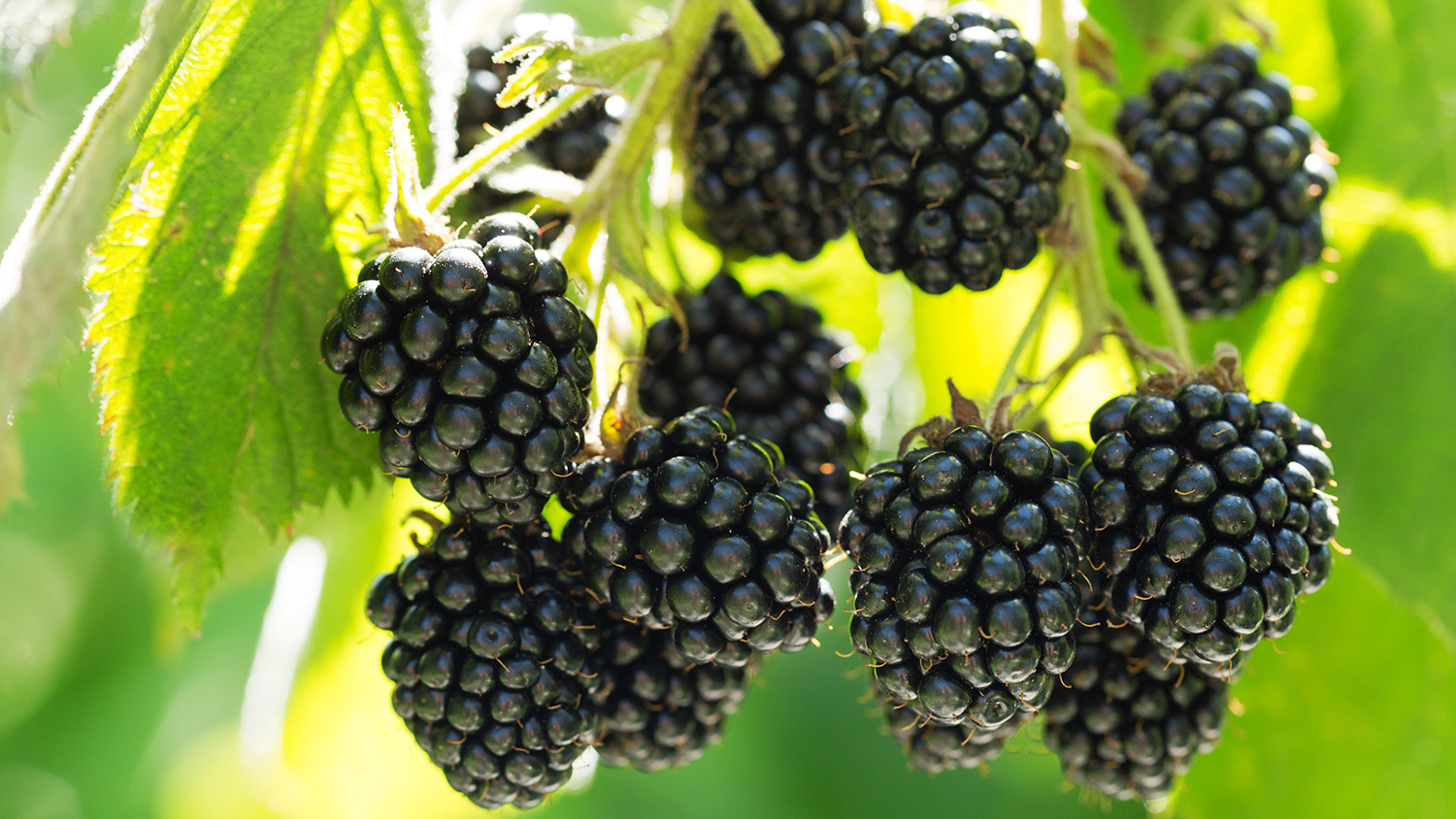 seedless blackberry