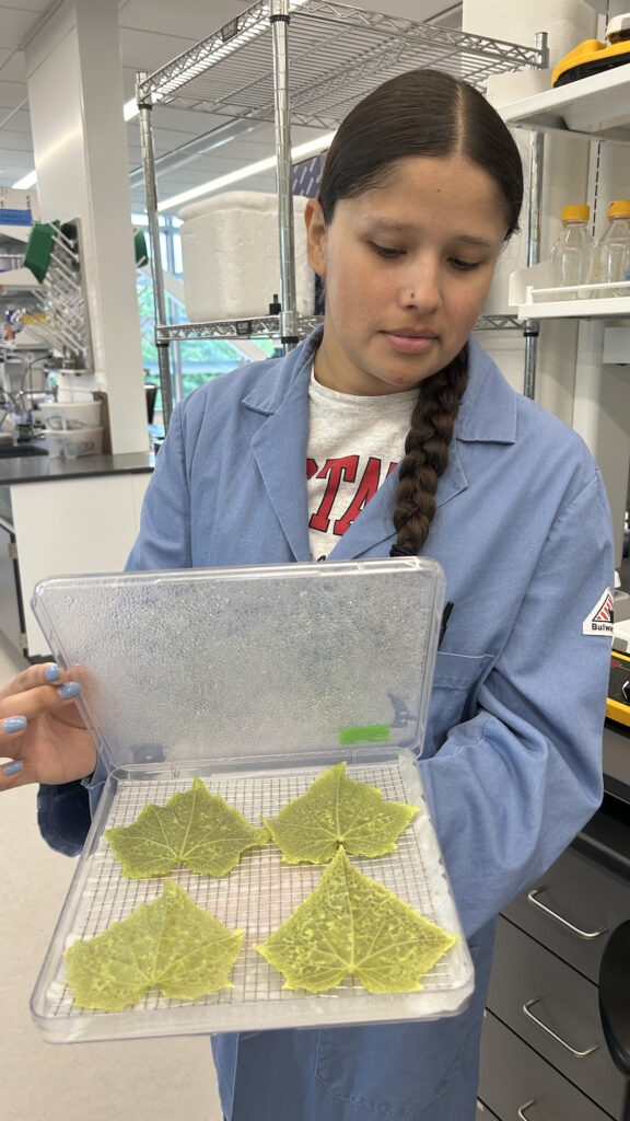 Student in laboratory showing a plastic container with four cucumber leaves with cucurbit downy mildew.