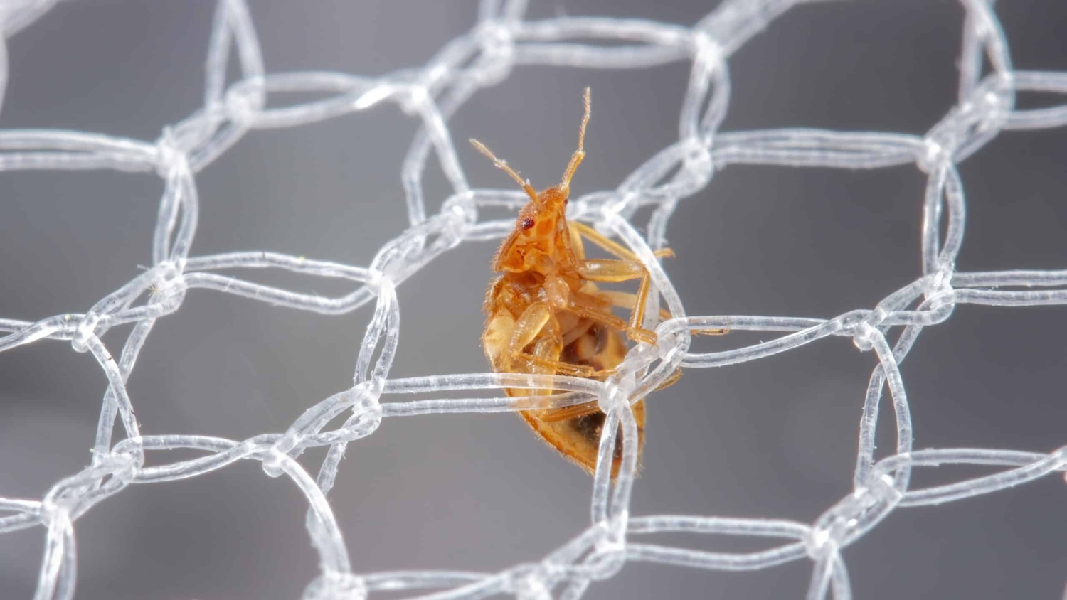A bed bug works its way through a bed net.
