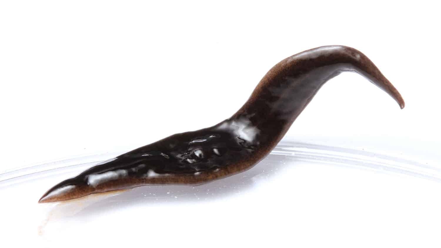 Image shows a flatworm, which resembles a shiny, brown piece of stretched taffy