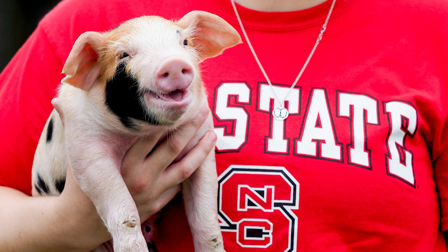 a small pig held by someone wearing an nc state shirt