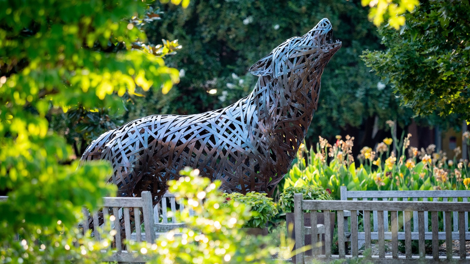 Cooper howling wolf sculpture near greenery and benches