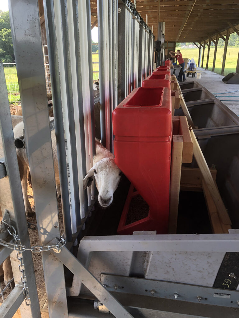 a sheed at a feed stall