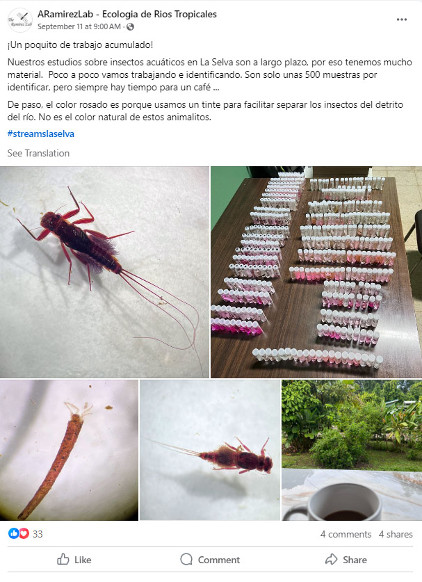 A social media post detailing the method of dyeing macroinvertebrate samples pink to differentiate insects from river debris. 