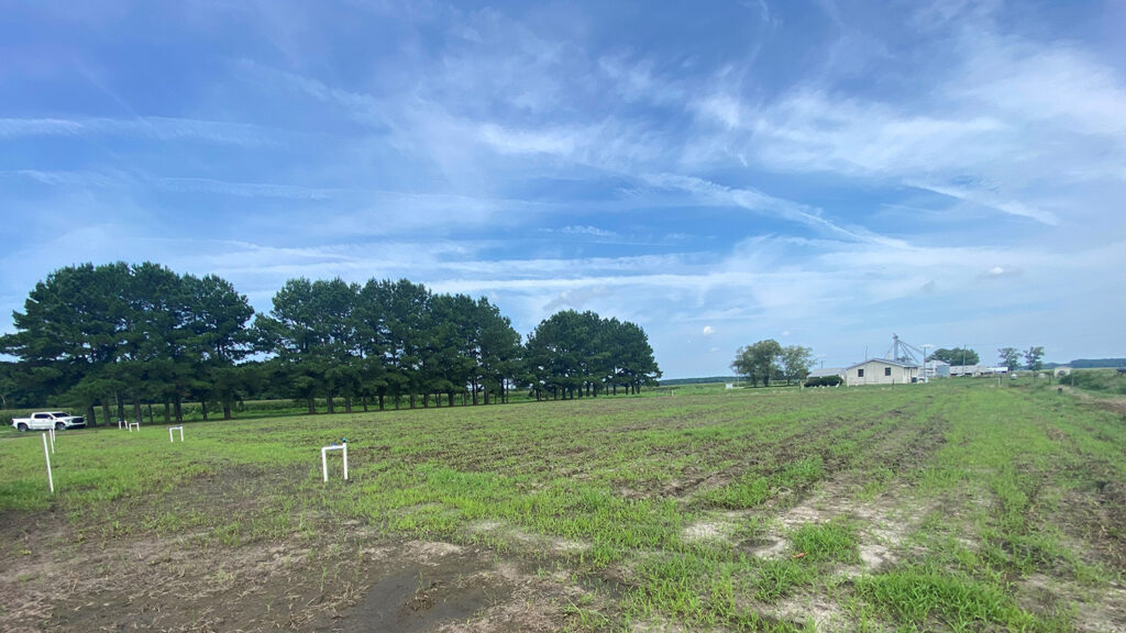 a grassy field