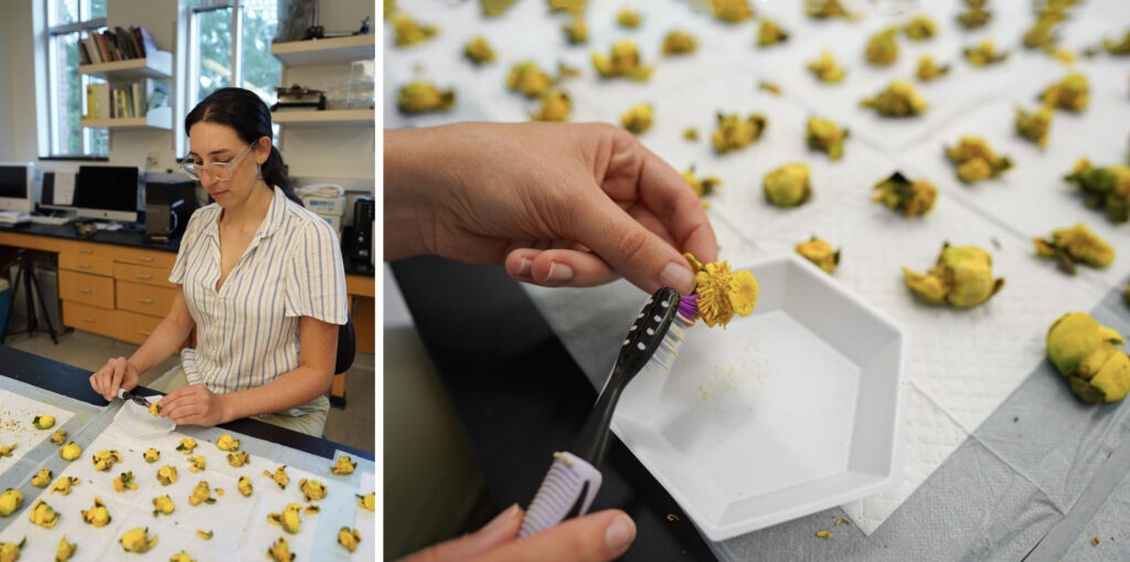 In the lab, undergraduate student and lab assistant Micheley Coimbra separates pollen from flowers by using an electric toothbrush.