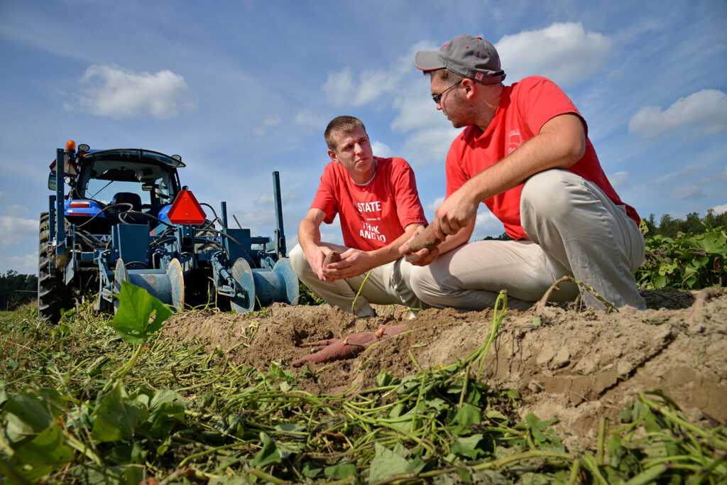 two men wearing red shirts squatting down to look at sweet potatoes in the ground