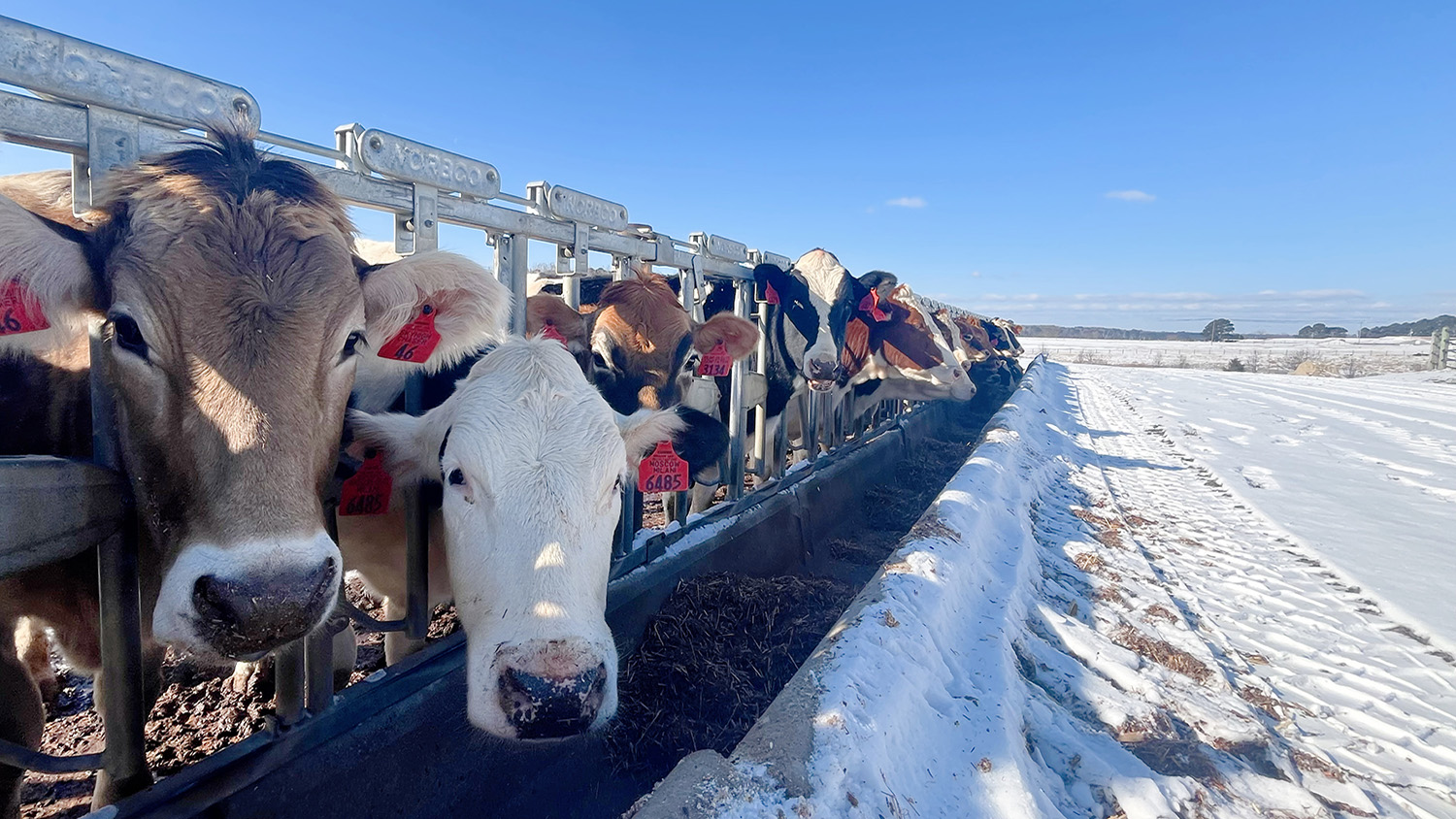 cows looking through a fence next to a snow covered pasture