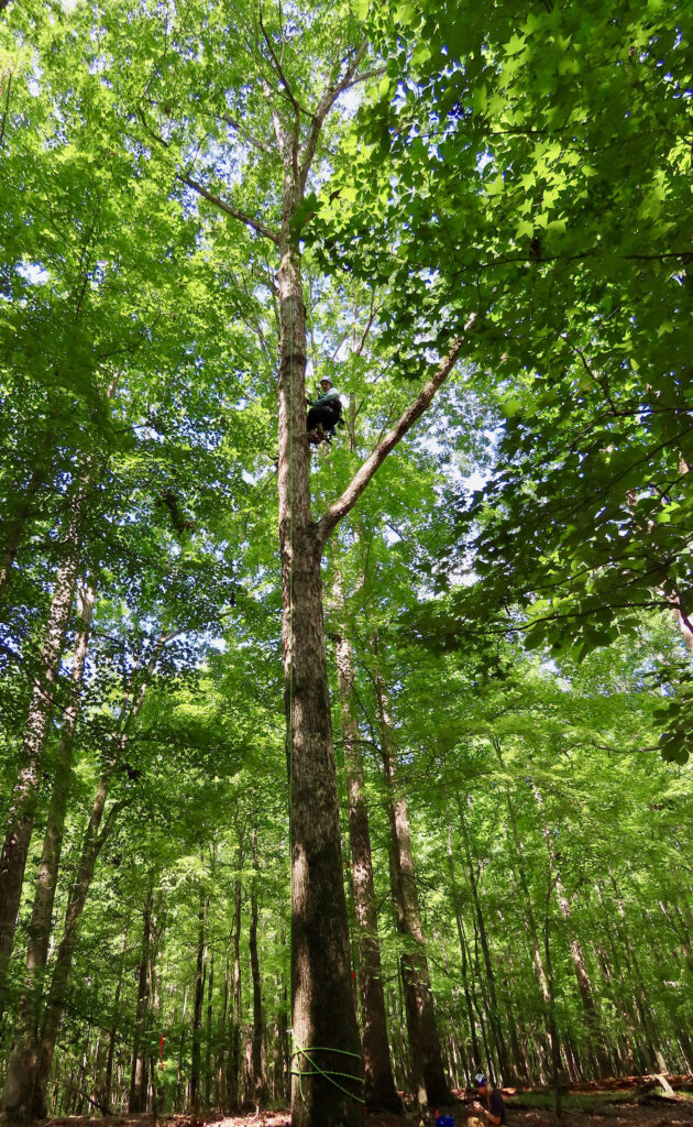 Michelle Kirchner ascends a tall tree in a North Carolina forest conducting her Ph.D. field work.