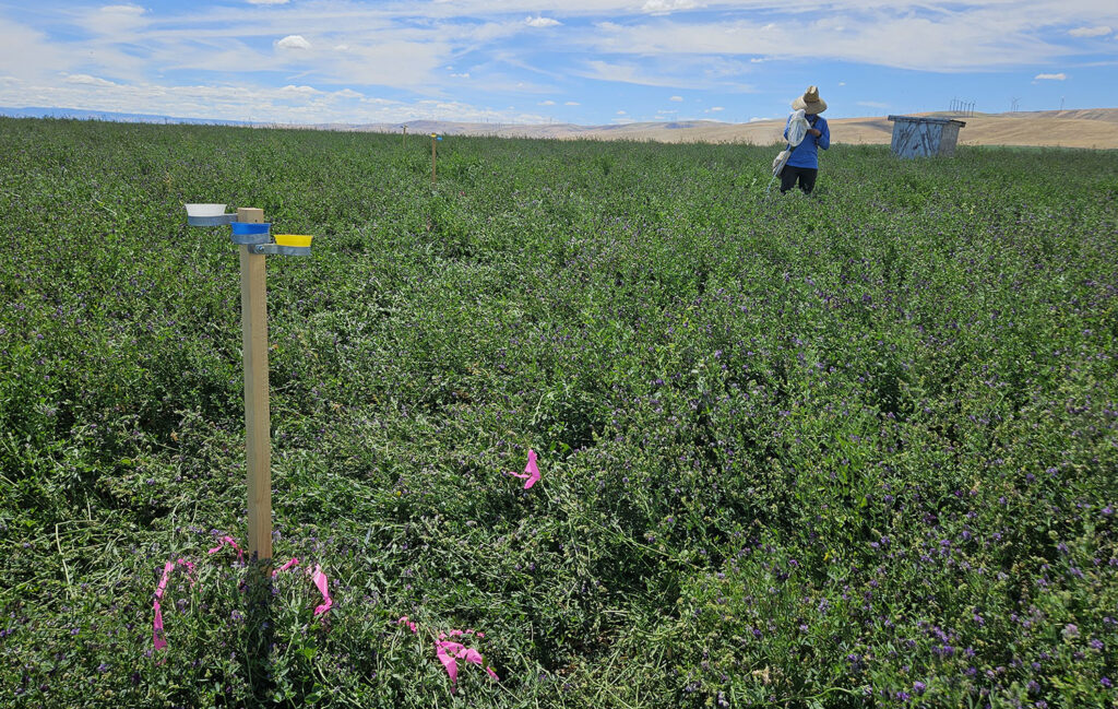 a person stands in a field full of small purple flowers