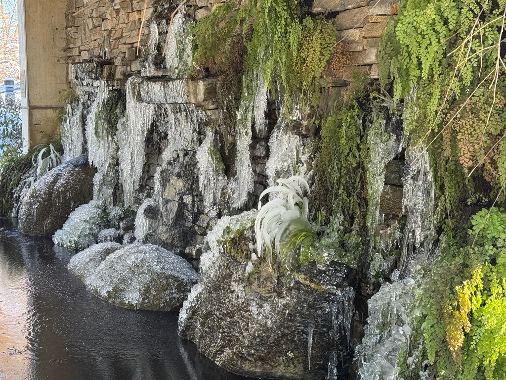 ice hanging from plants by a pond