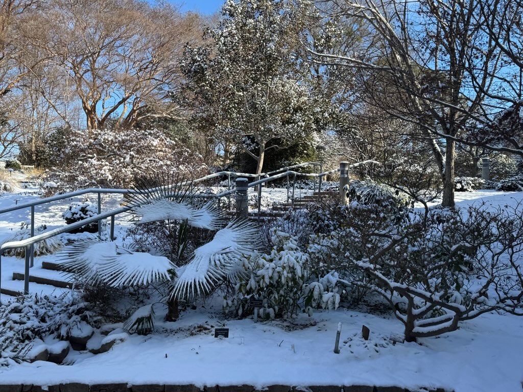 a stair case and plants covered in snow