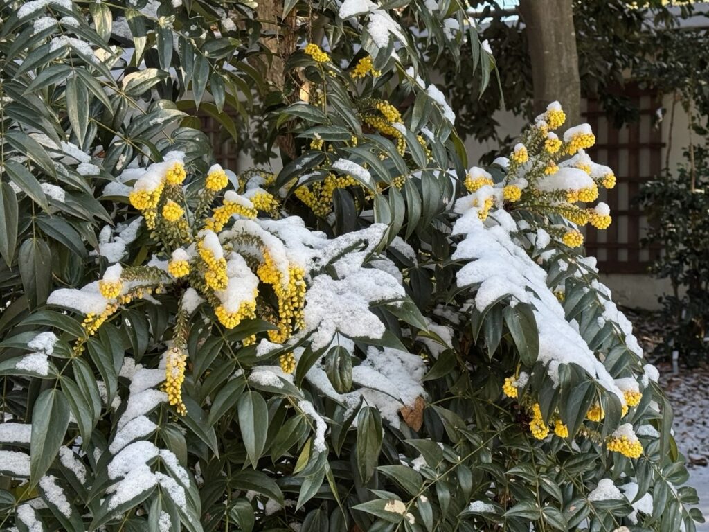 yellow flowers and green leaves with snow on them