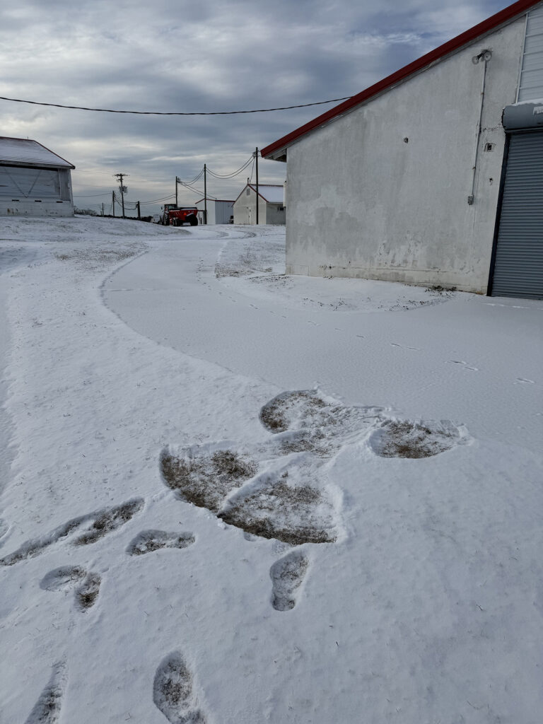 a snow angel