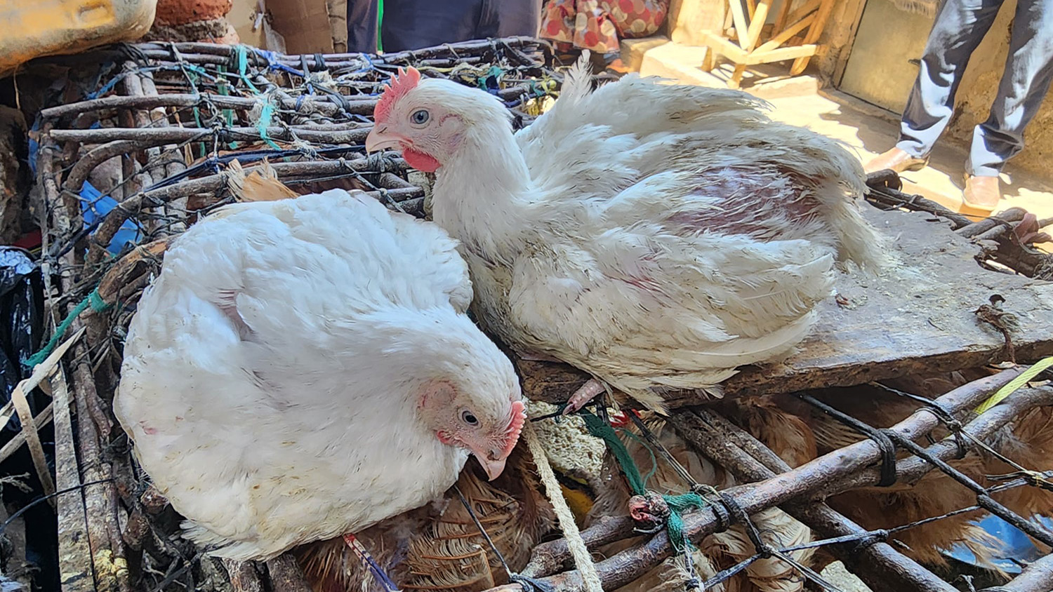 two white chickens on top of a crate at a market in Malawi