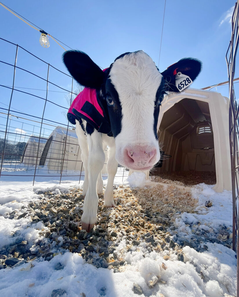 a cow calf with a pink jacket on