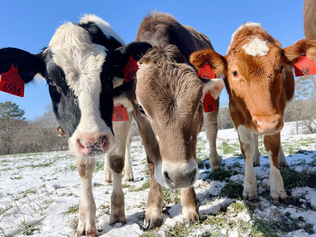 three cows in a pasture dotted with snow