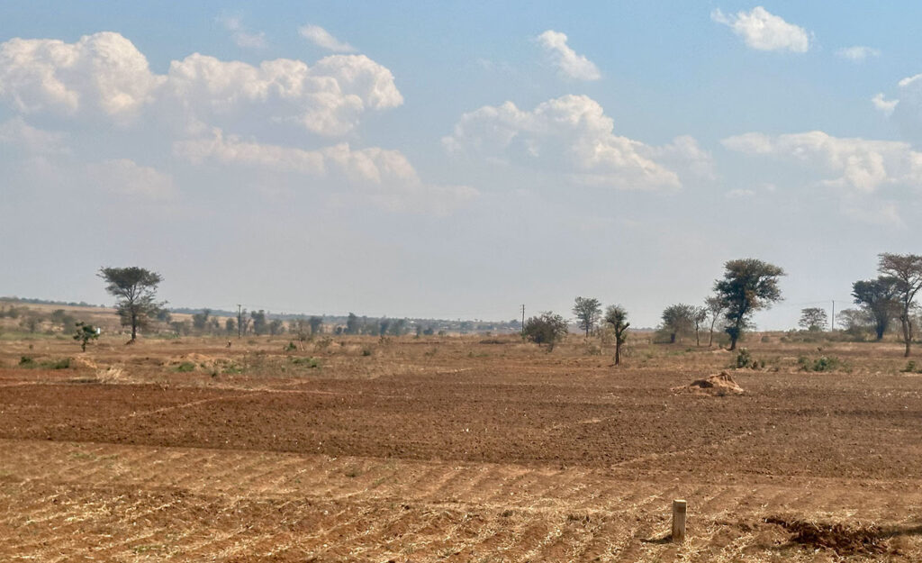 a dry field on a sunny day