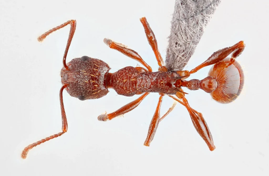 A close-up image of an ant