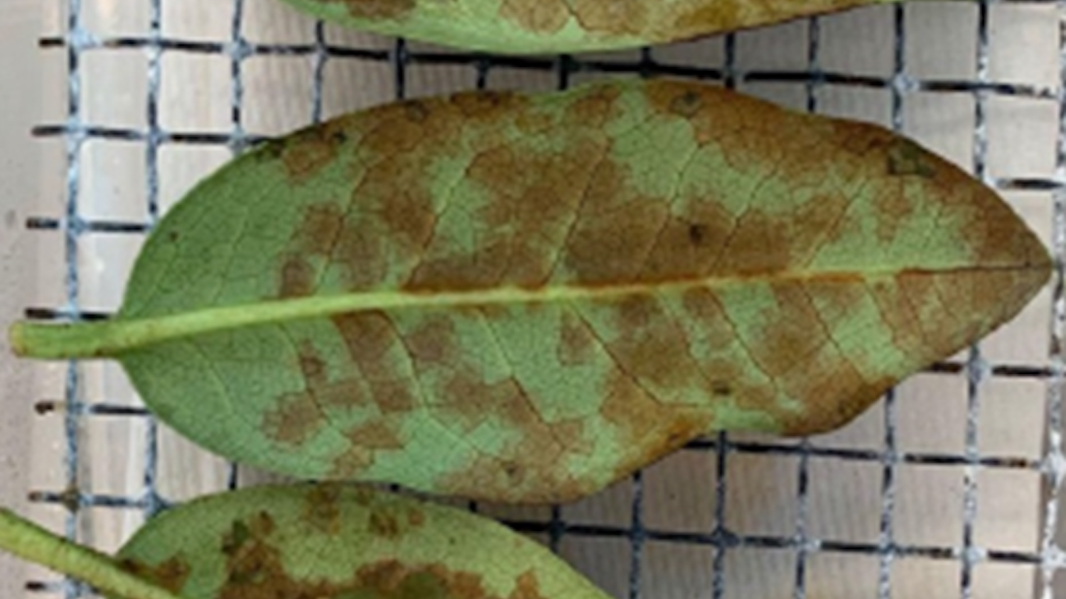 Green rhododendron leave with green blotches