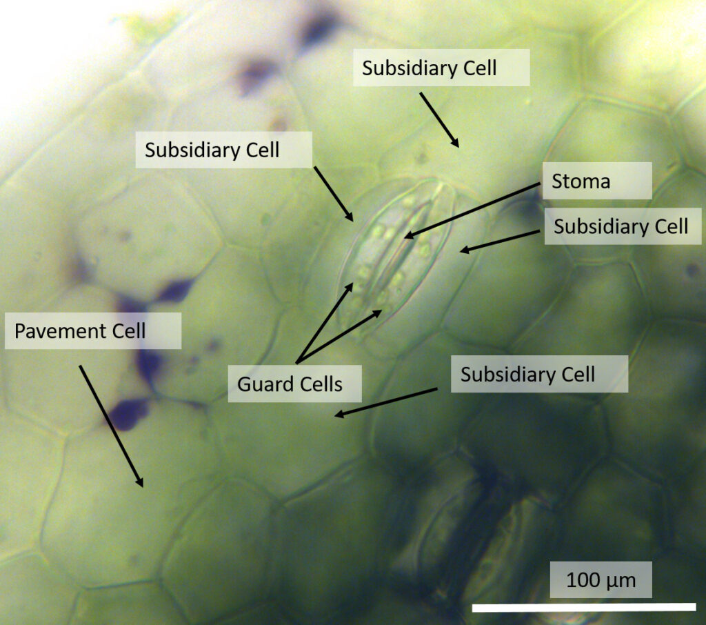 a microscopic image showing plant cells