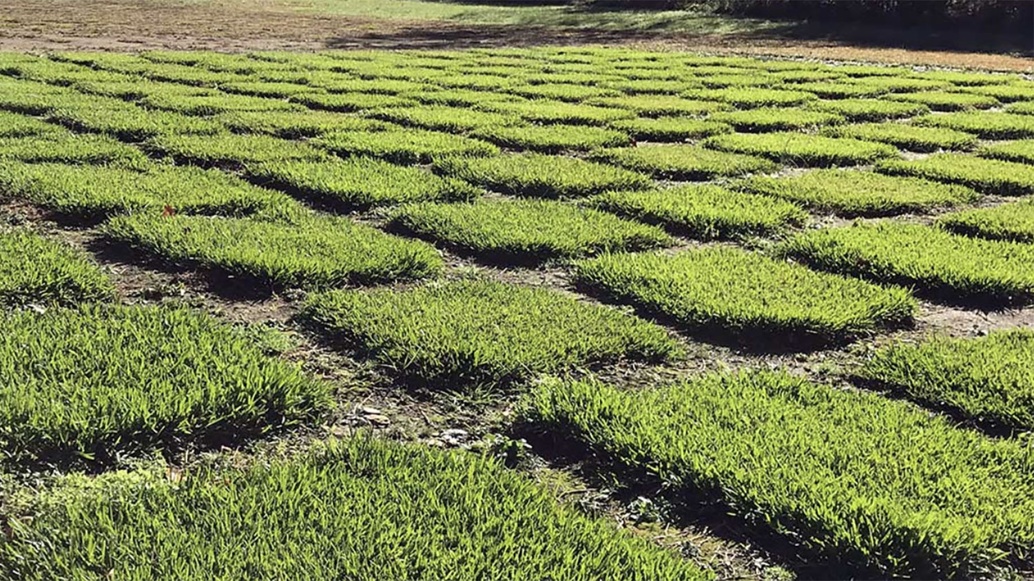 a test plot of turfgrass