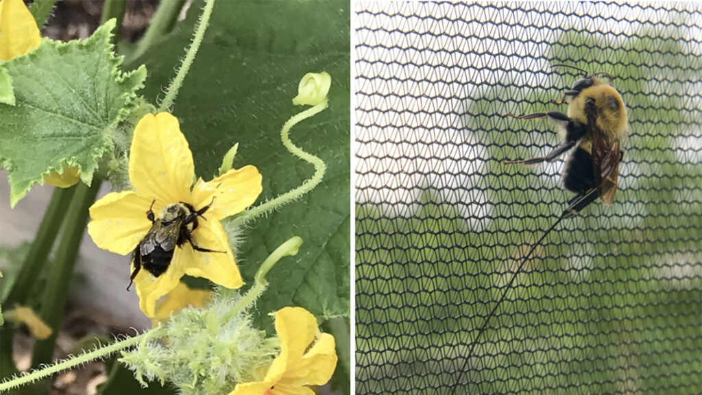 Bee-Tagging-1024x576.jpg