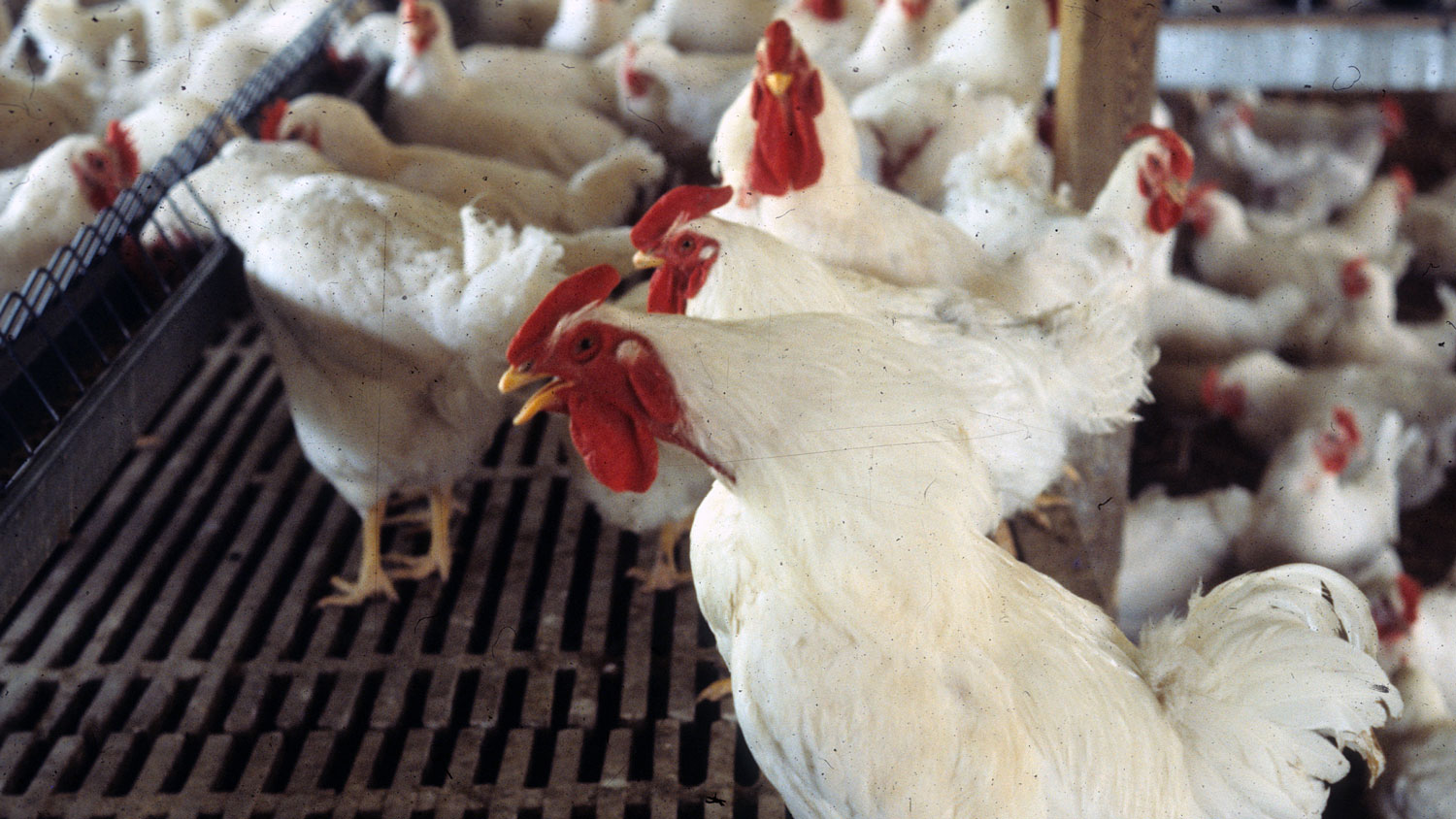 A flock of white chickens in a poultry barn