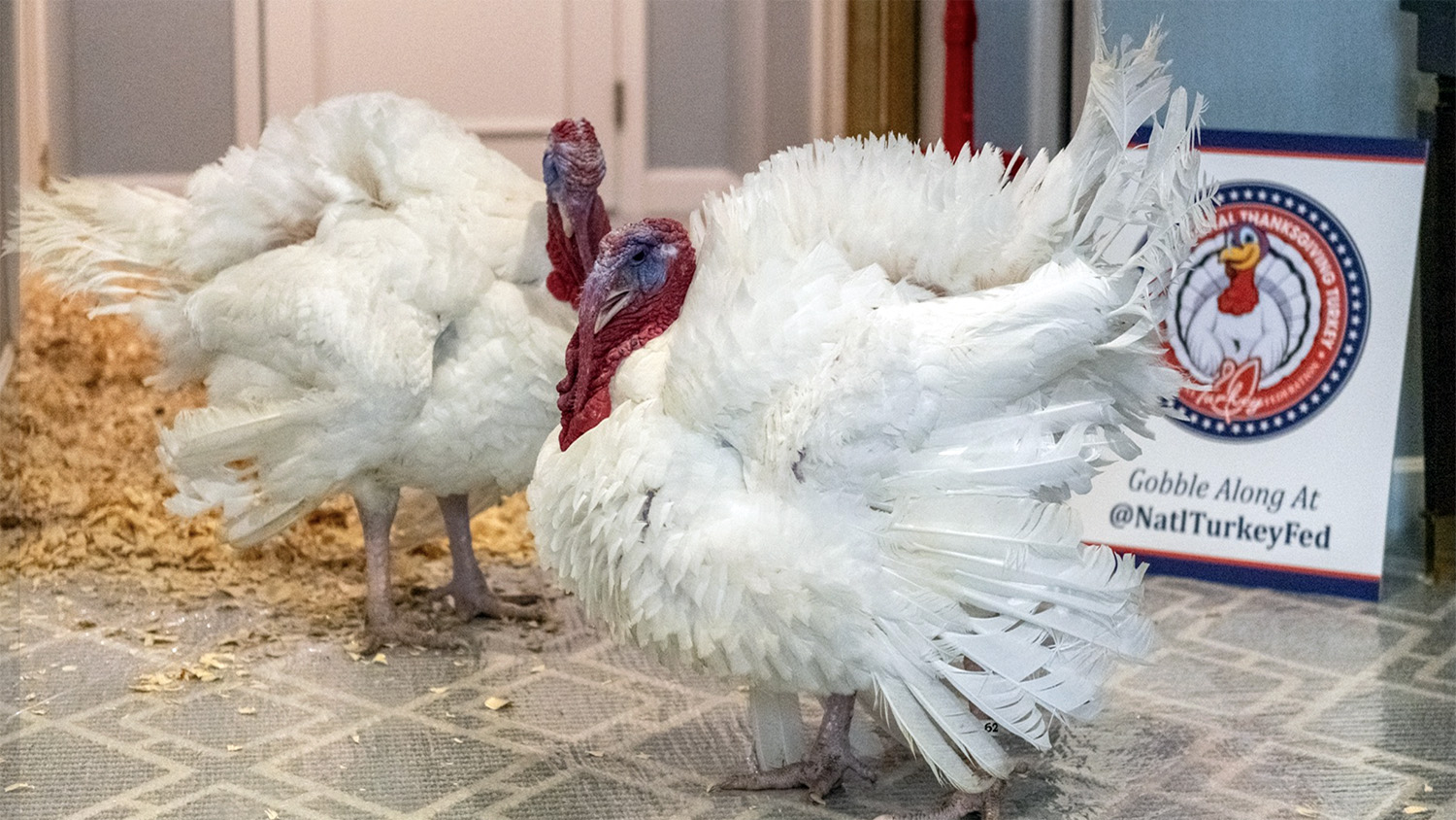 two white feathered turkeys in a hotel room
