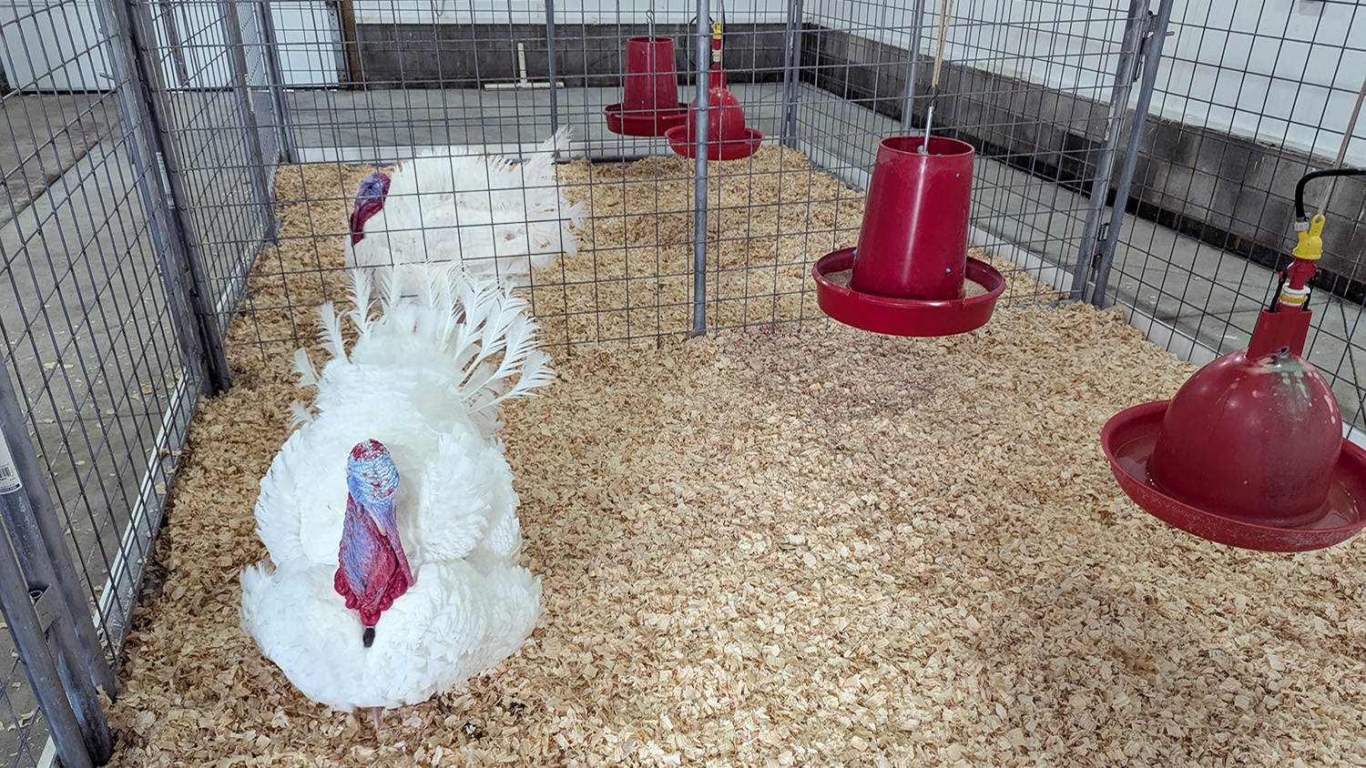 two white feathered turkeys in fenced pens