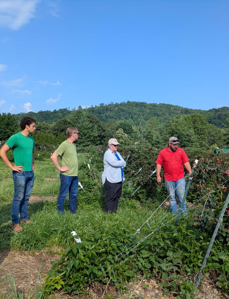 a group of people inspect blackberry bushes
