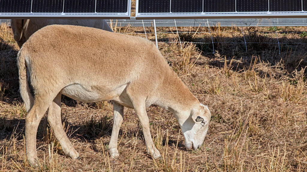 Ewe grazing near solar panel