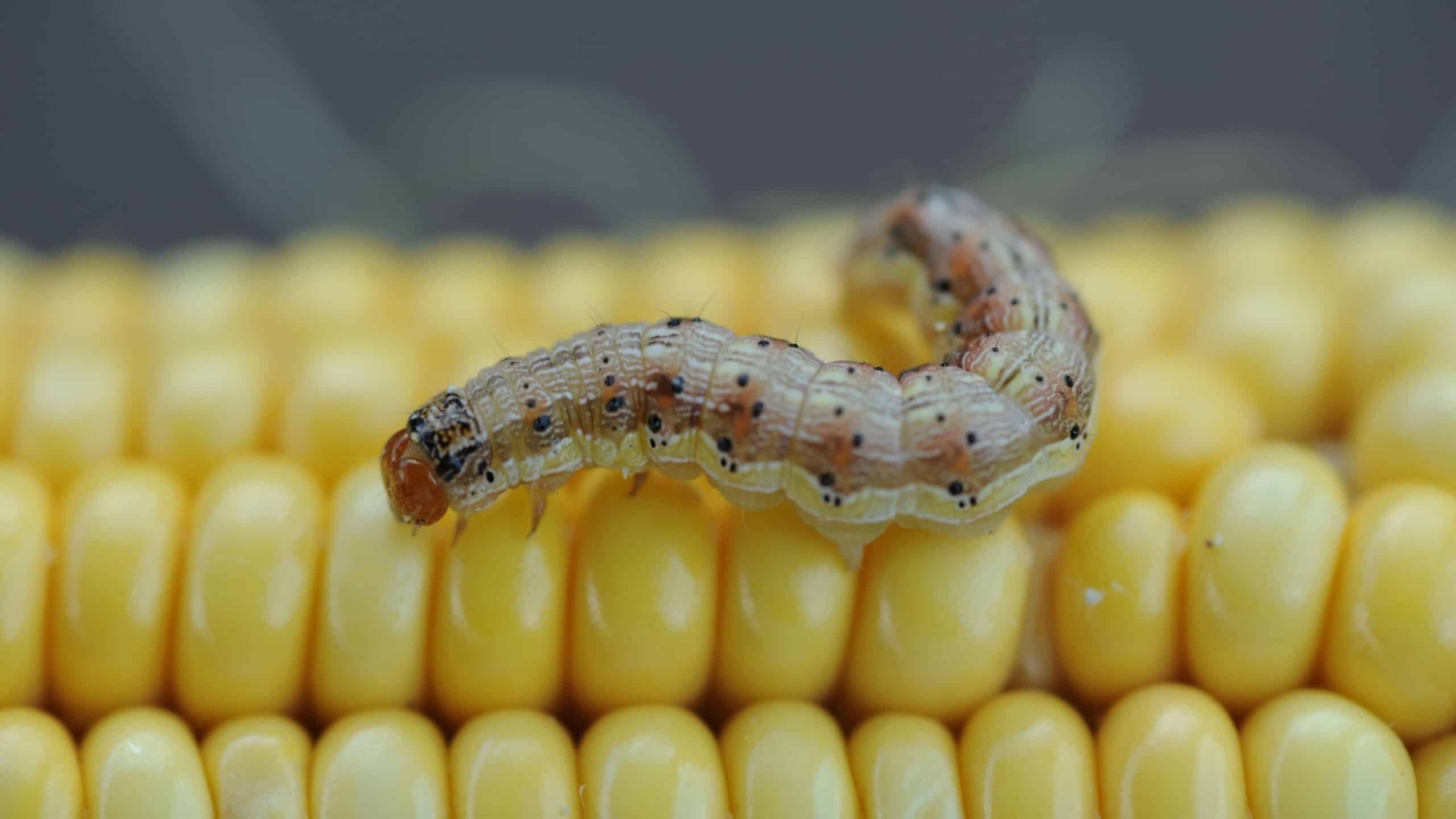 A corn earworm caterpillar on an ear of corn.