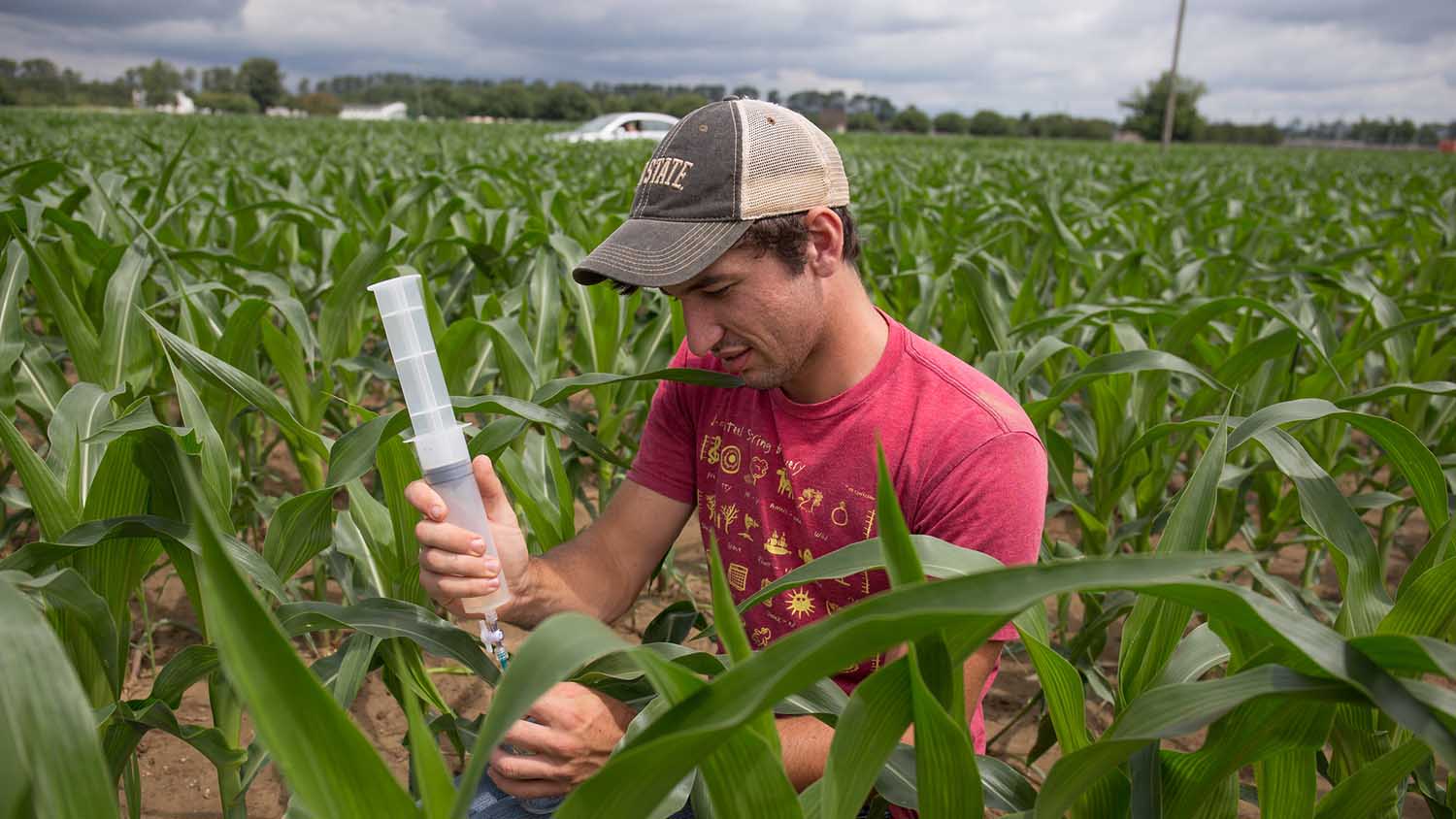 a male crouches in a corn field