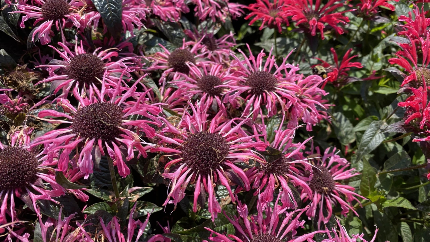 Photo of pink and red flowers.