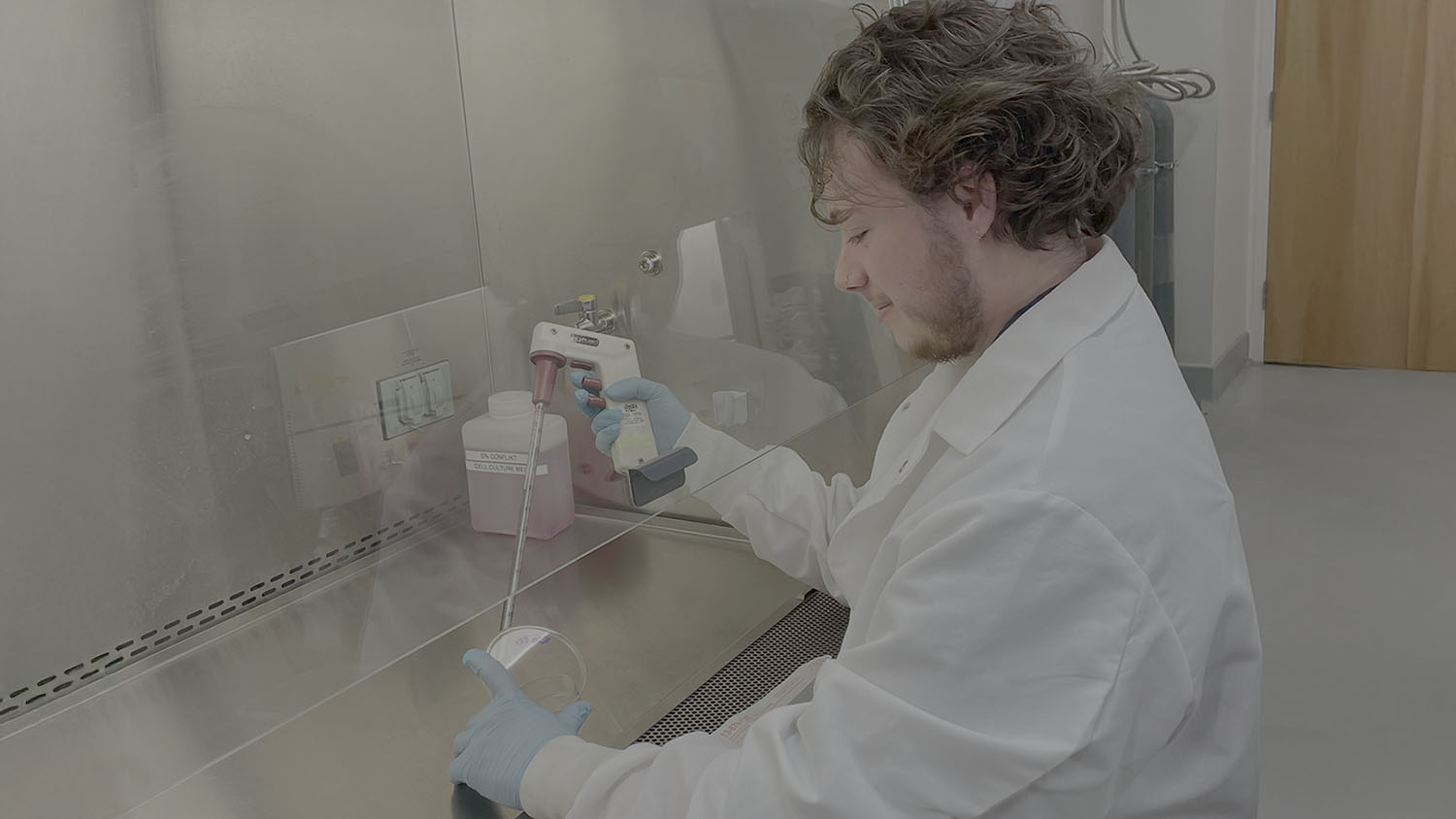 a man samples cells from a petri dish