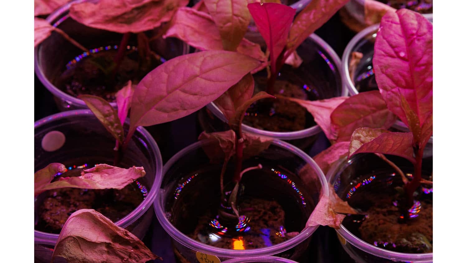 image shows green leafy plants in small pots being grown under reddish light