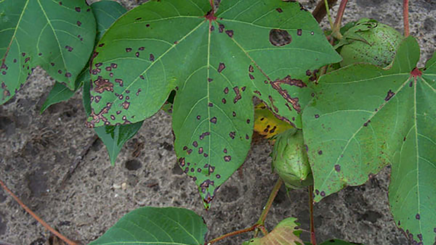 green leaves with reddish brown spots