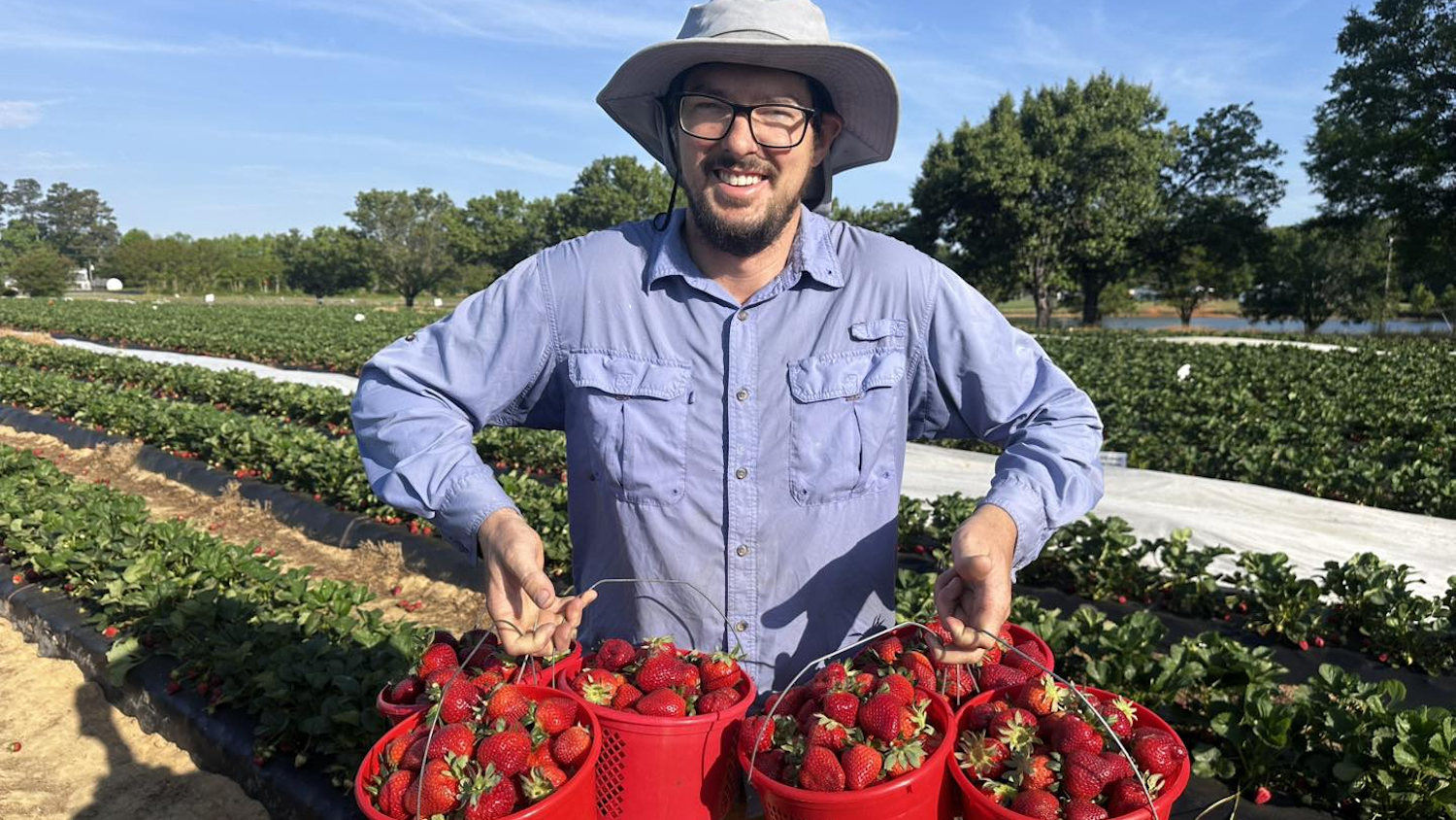 Man standing in a farm field holds up red plastic pails full of fresh strawberries