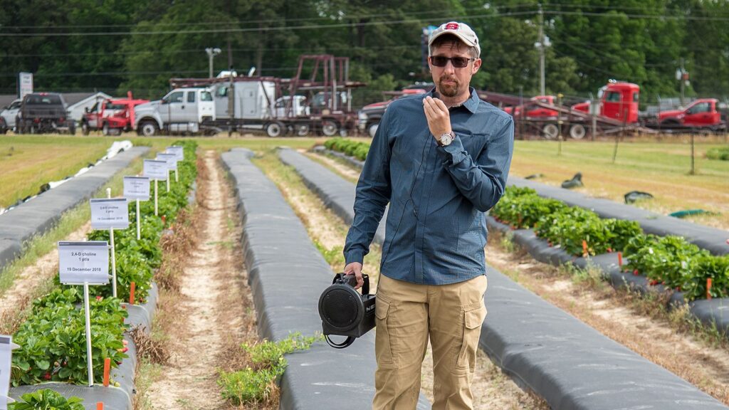 Man standing in strawberry field, holding a microphone and loudspeaker