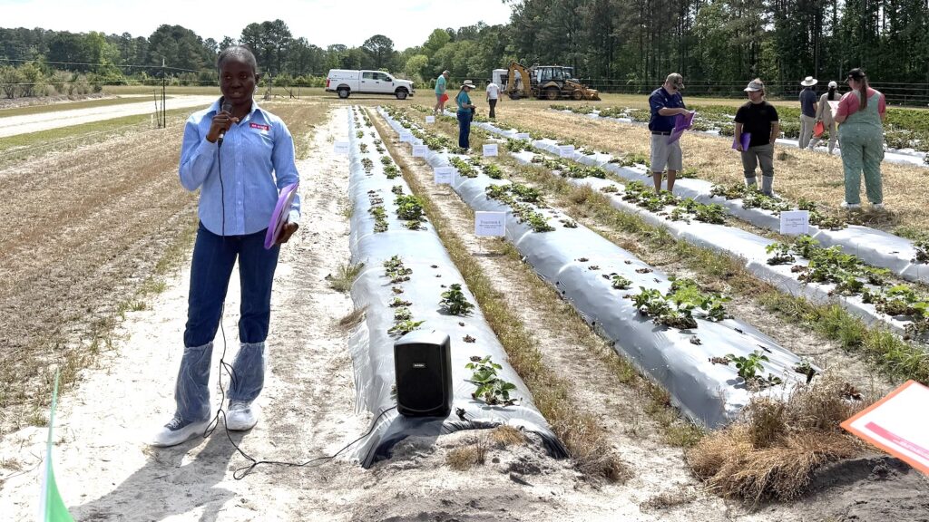 Person speaking into a microphone as others walk through plastic-covered strawberry fields