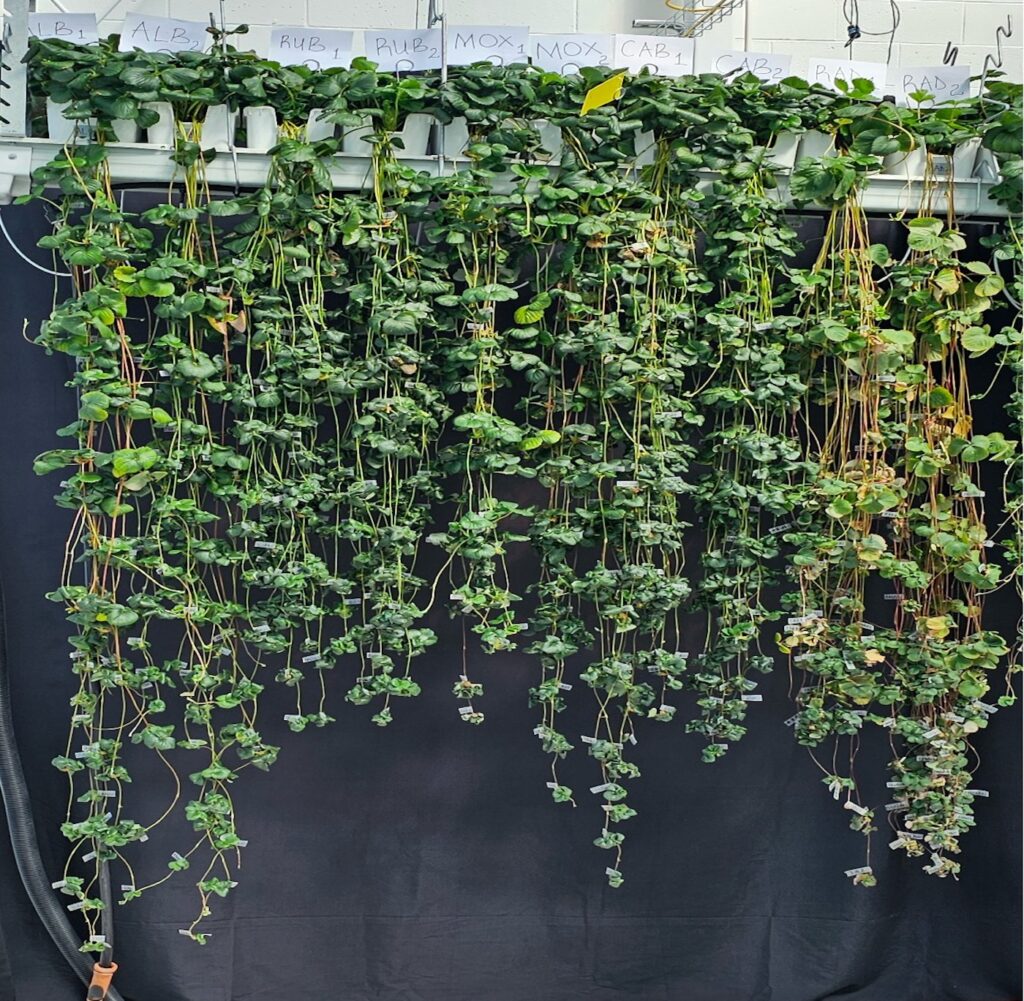 Strawberries with long runners growing in a greenhouse
