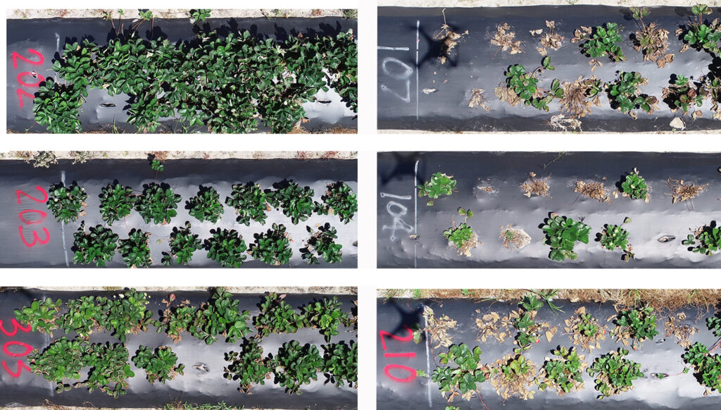 Rows of strawberry plants, some healthy and some diseased
