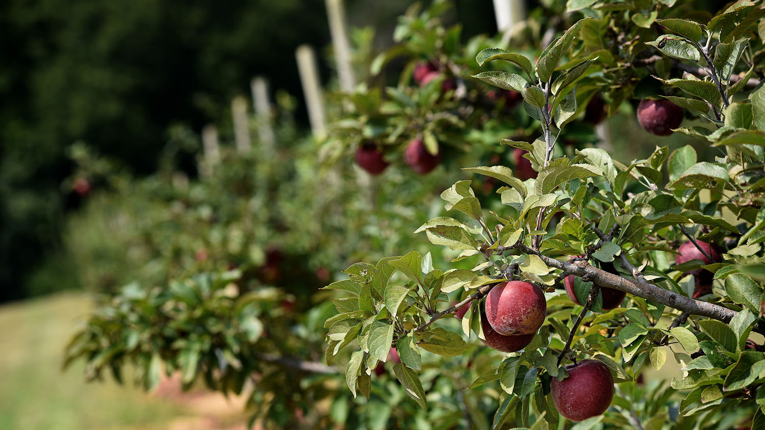 red apples on a tree