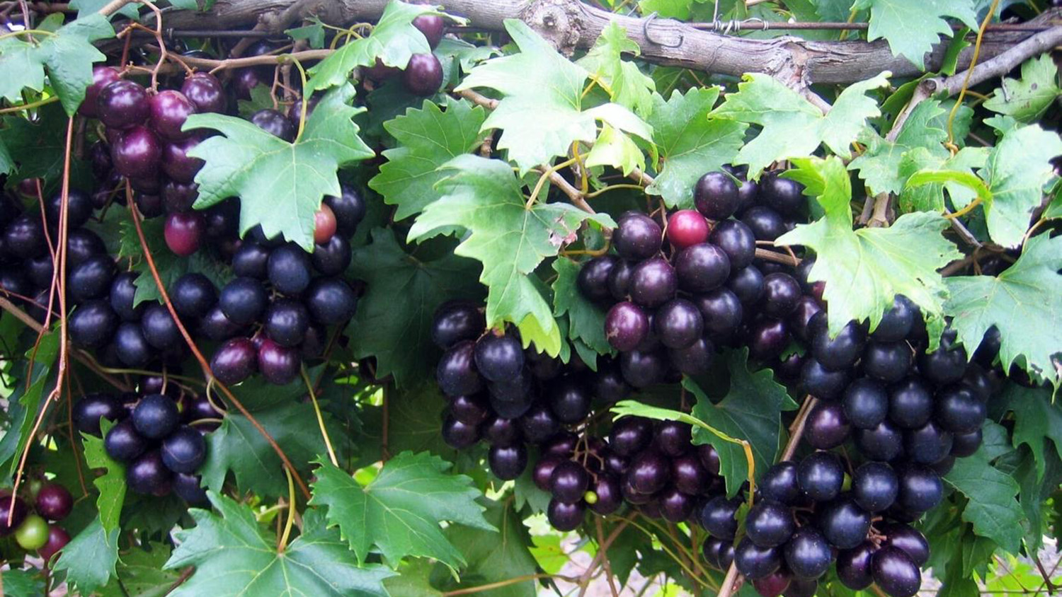 purple muscadine grapes hang on a vine