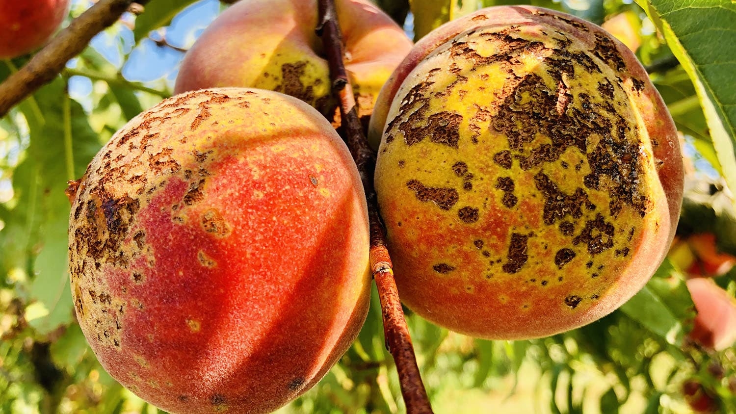 Several peaches with bacterial spot of peach disease