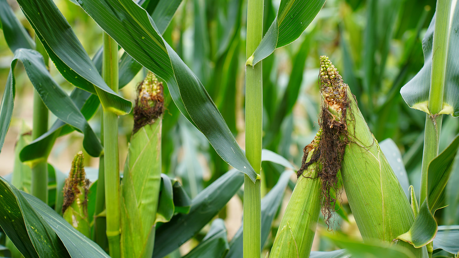 diseased ears of corn on stalks in a field